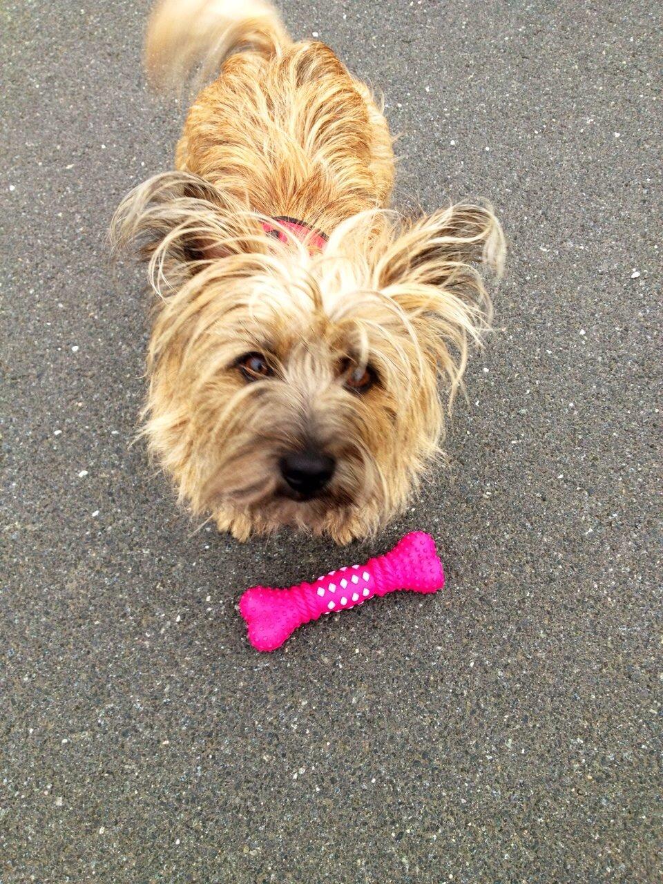 Blanding af racer Liva billede 5