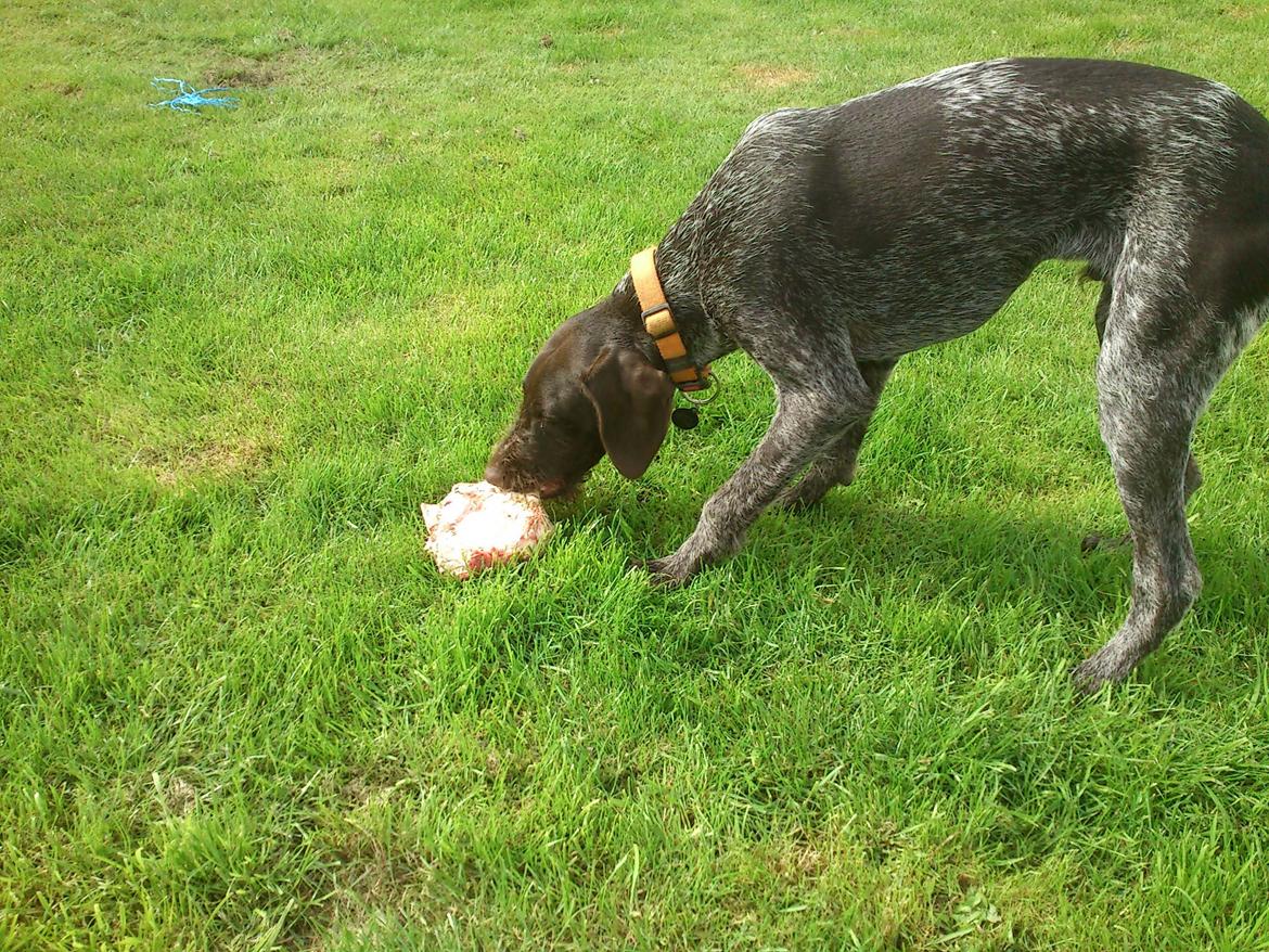 Ruhåret hønsehund Lynghedens Chandler - 7 måneder gammel billede 30