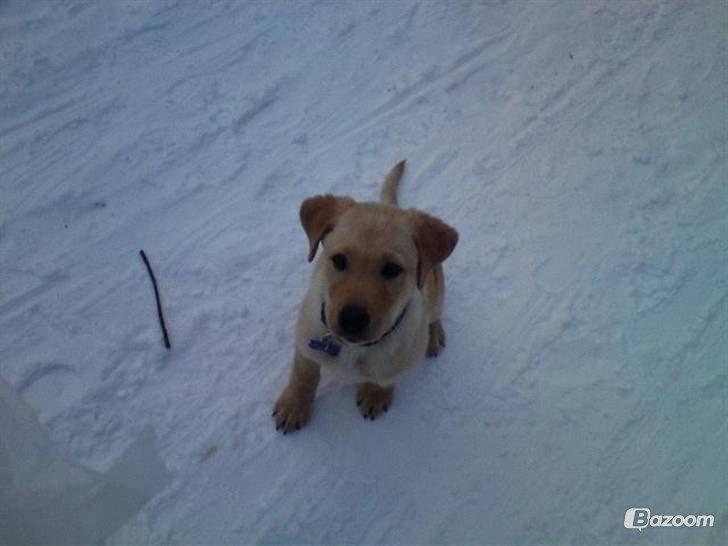 Labrador retriever Buddy - buddy første gå tur :) billede 25