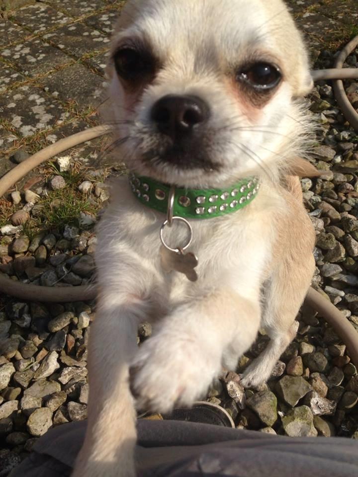 Blanding af racer Armarni billede 5