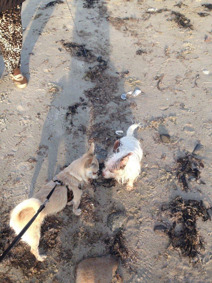 Blanding af racer Armarni - armarni og hans kæreste gucci  billede 6