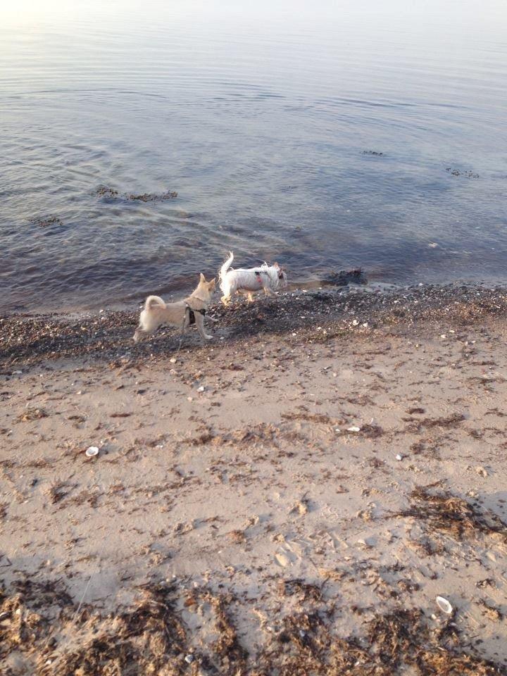 Blanding af racer Armarni billede 7