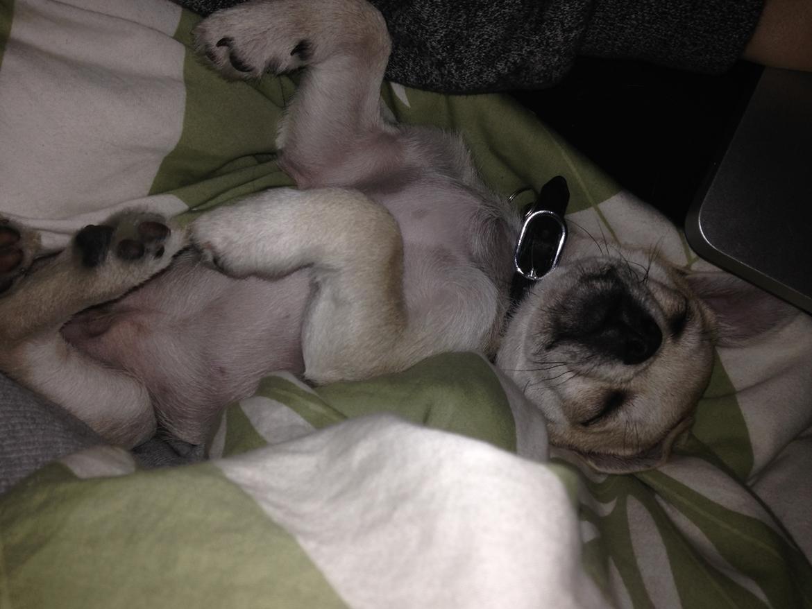 Blanding af racer Armarni billede 9