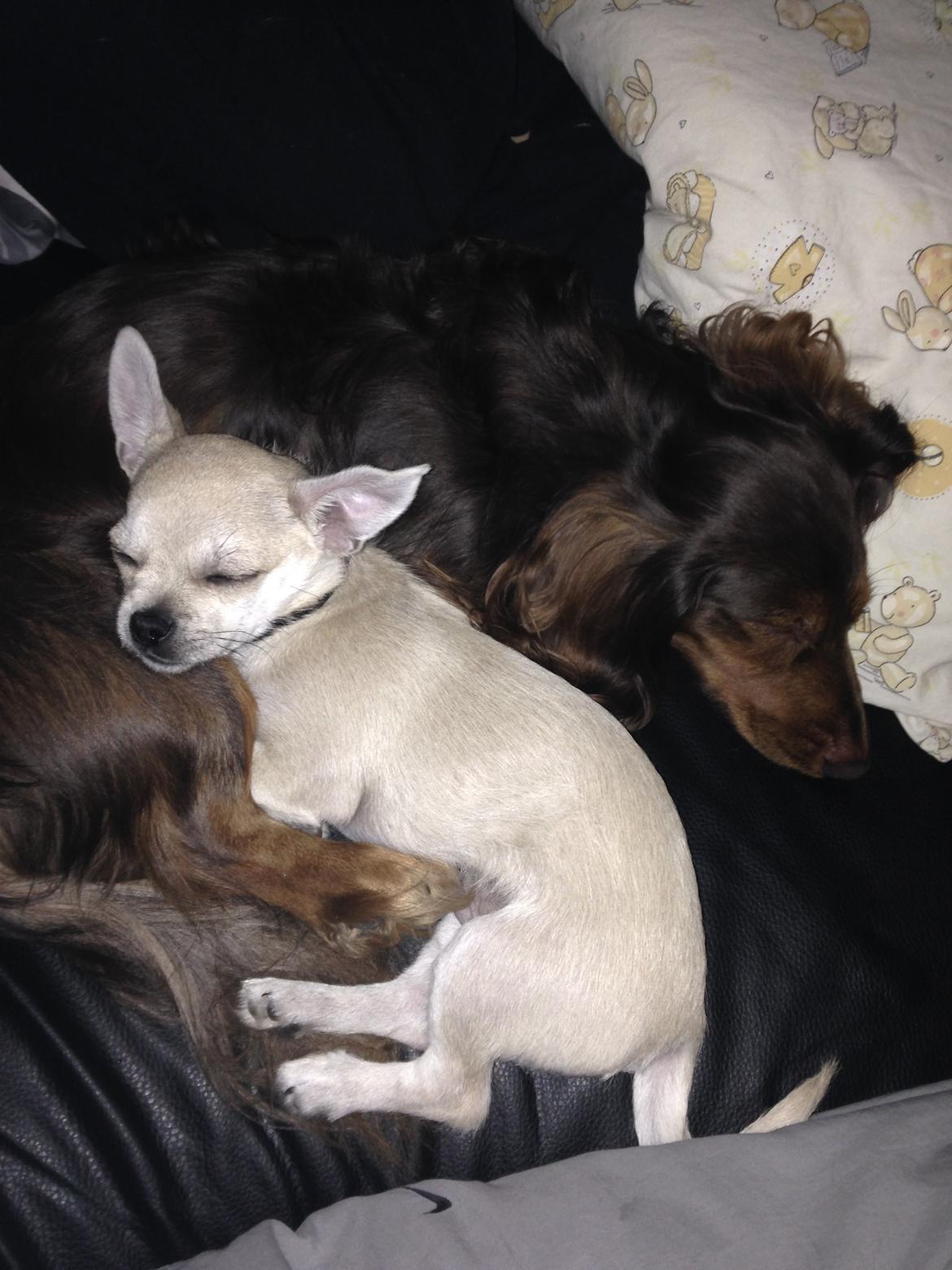 Blanding af racer Armarni billede 10