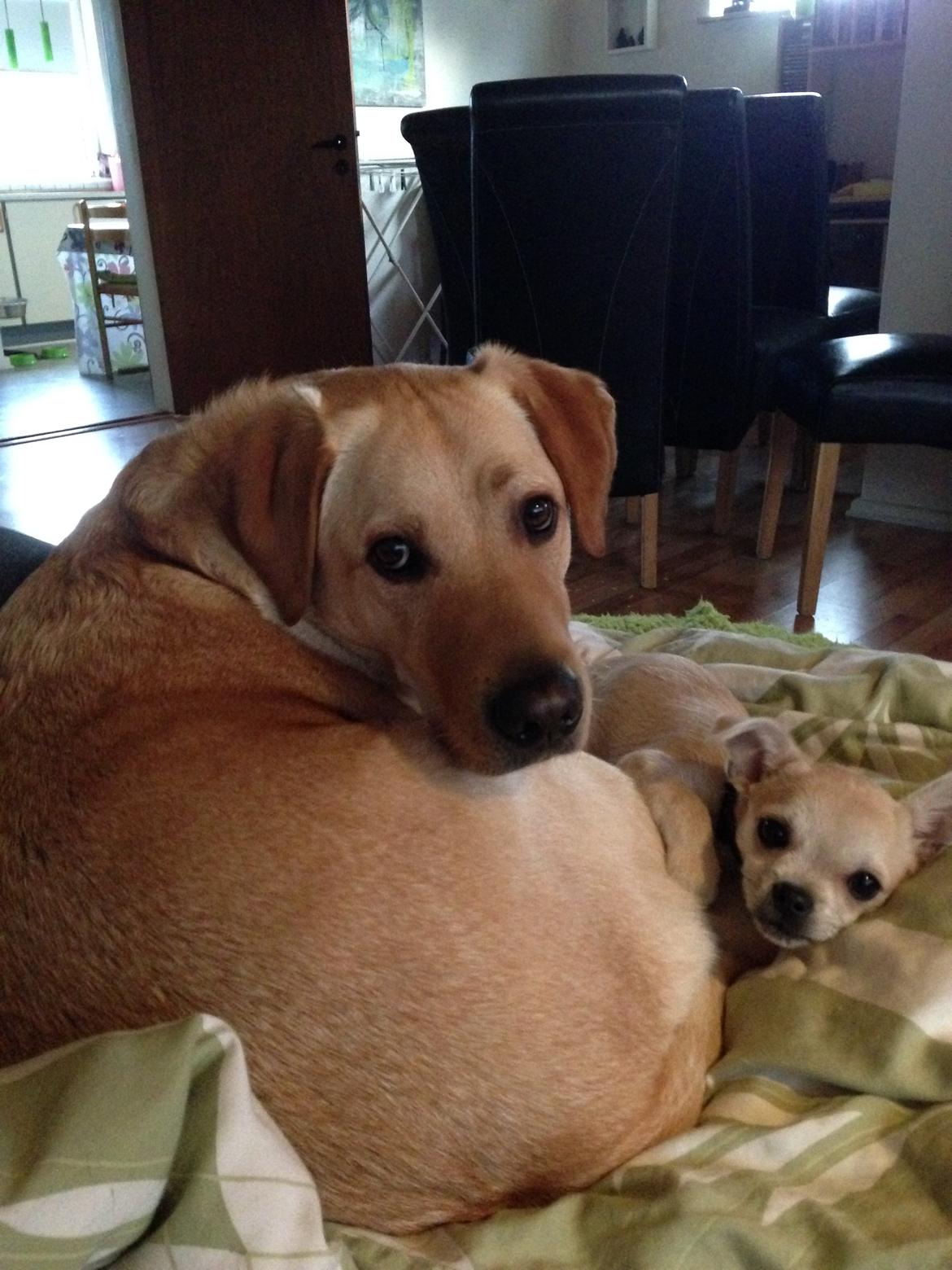 Blanding af racer Armarni - buddy med den helt nyankommende armarni billede 11