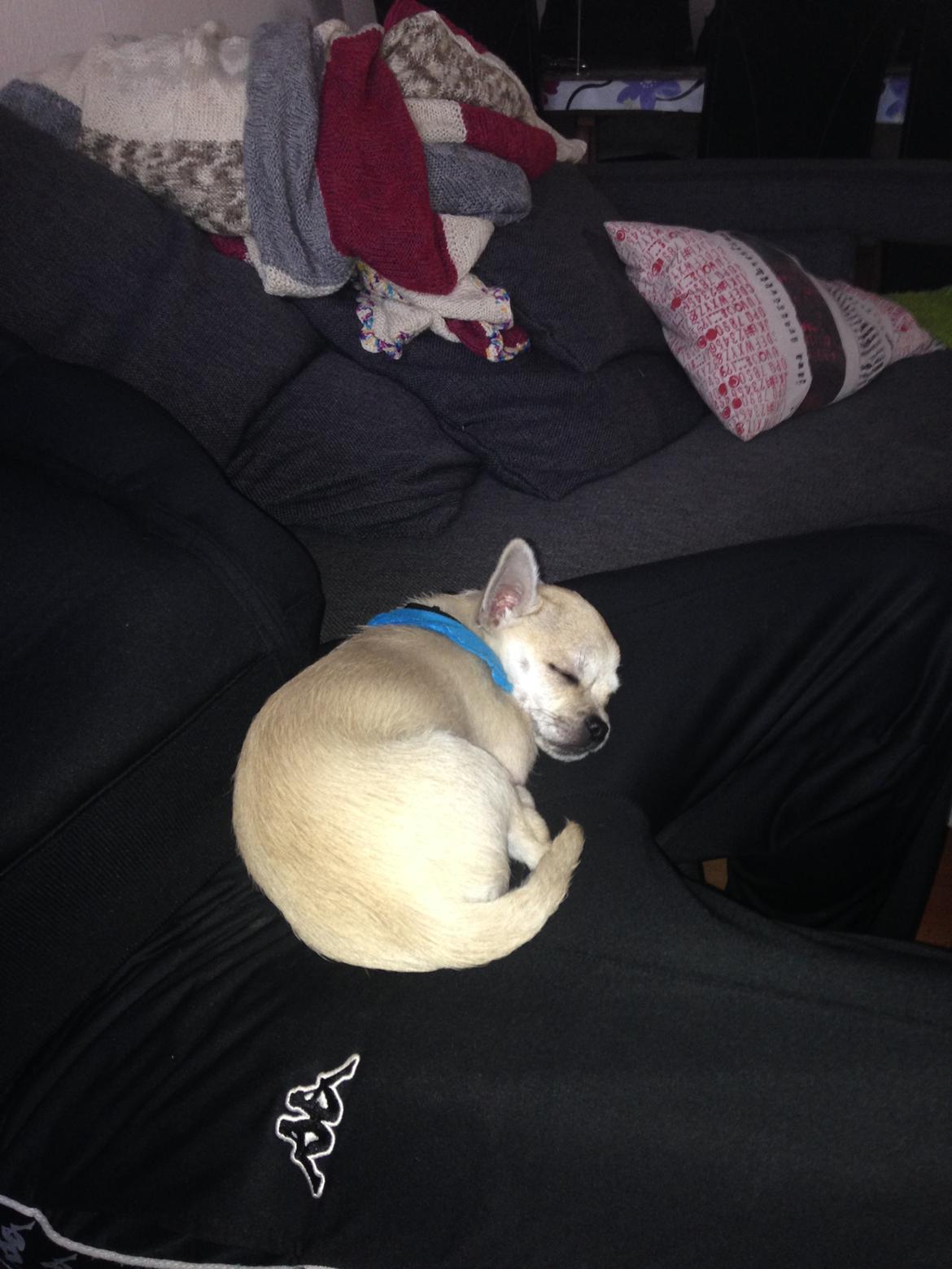 Blanding af racer Armarni billede 8