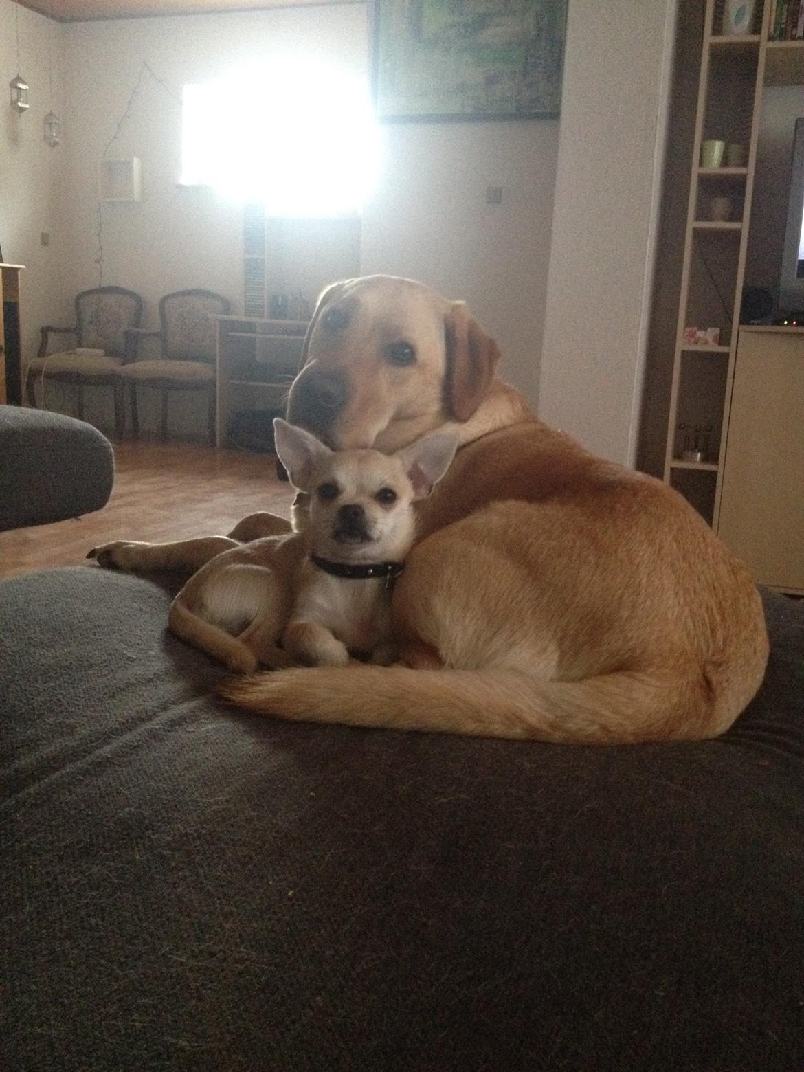 Blanding af racer Armarni billede 14