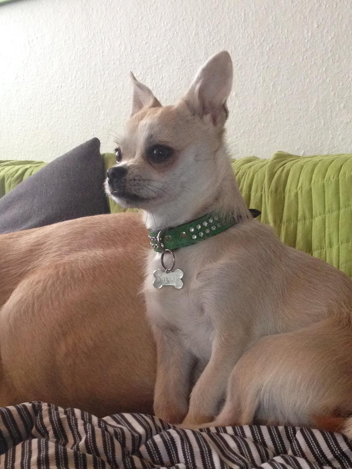 Blanding af racer Armarni billede 18