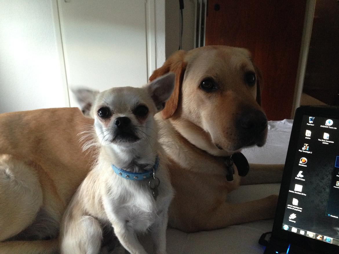 Blanding af racer Armarni billede 20