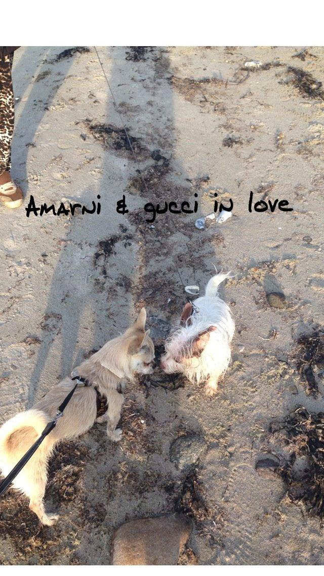 Blanding af racer Armarni billede 19