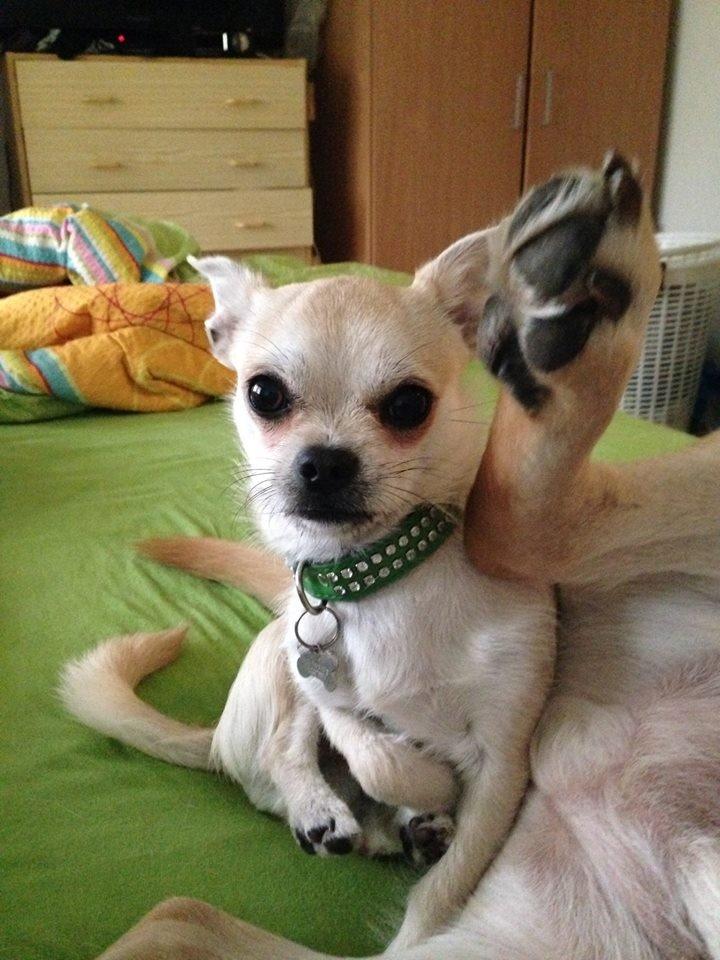 Blanding af racer Armarni billede 1