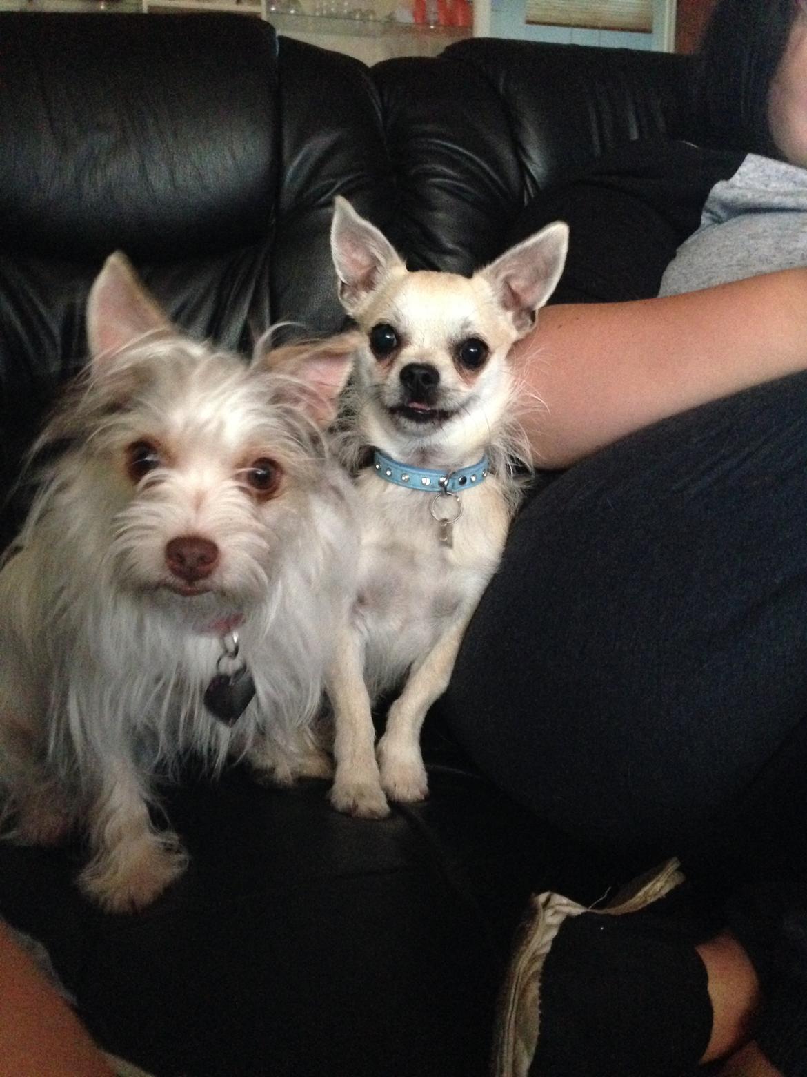 Blanding af racer Armarni - de to søde :)  billede 21