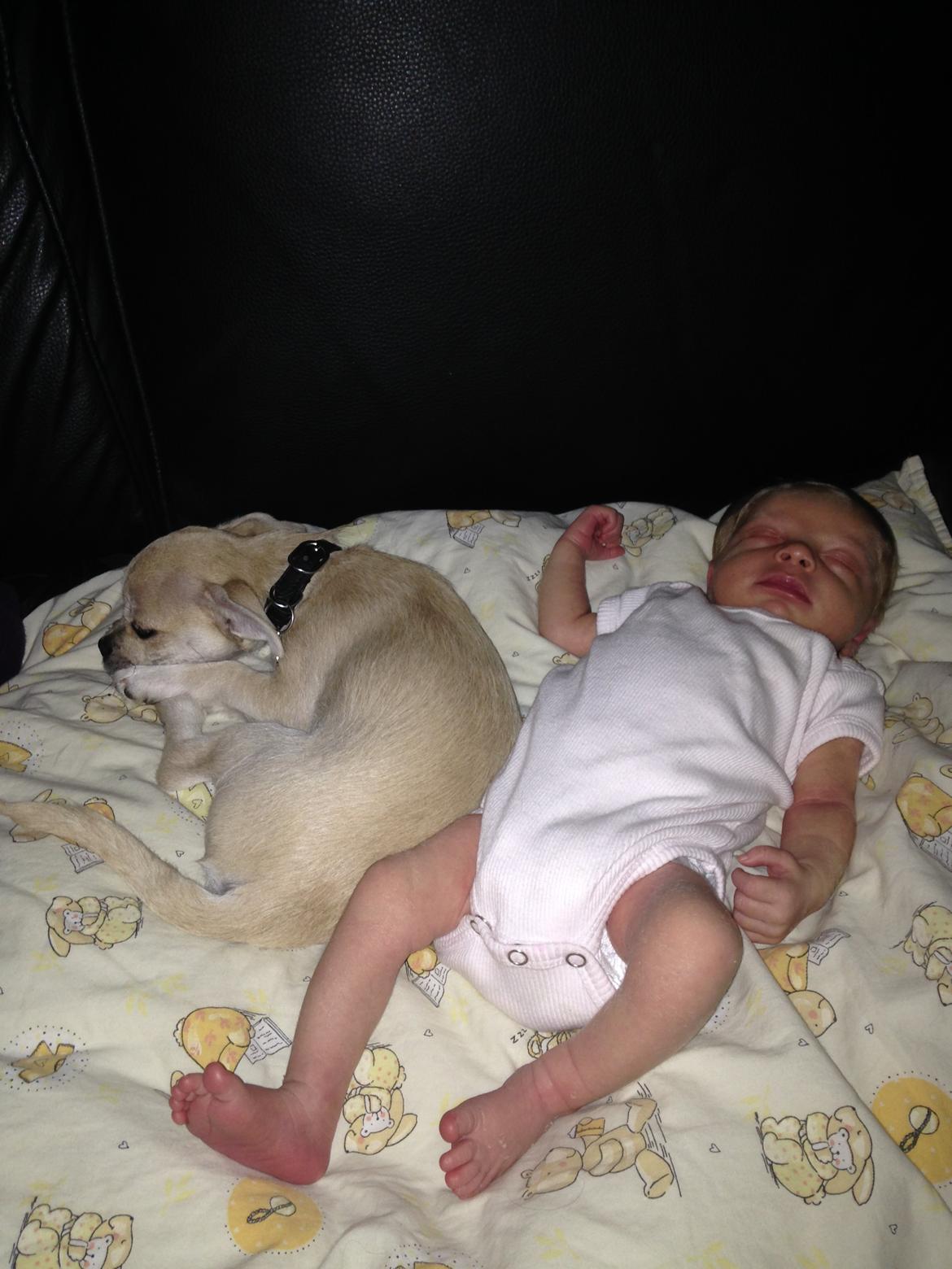 Blanding af racer Armarni billede 22