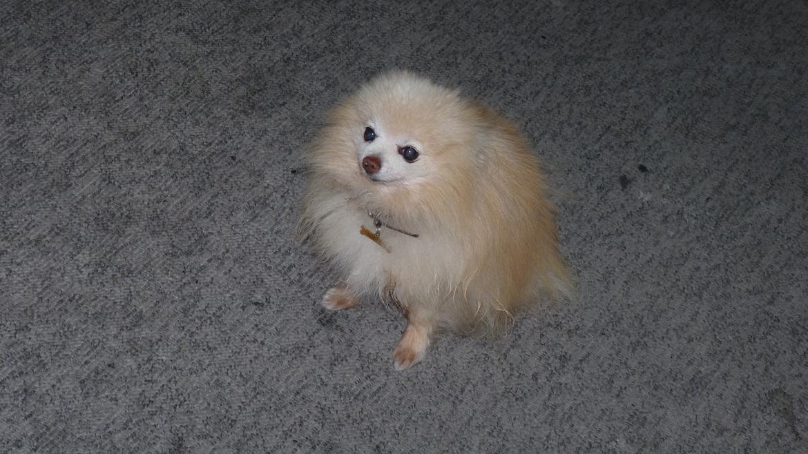 Pomeranian Magnus (Magnum) billede 13