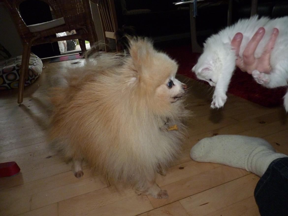 Pomeranian Magnus (Magnum) - Magnum og Knirke billede 6