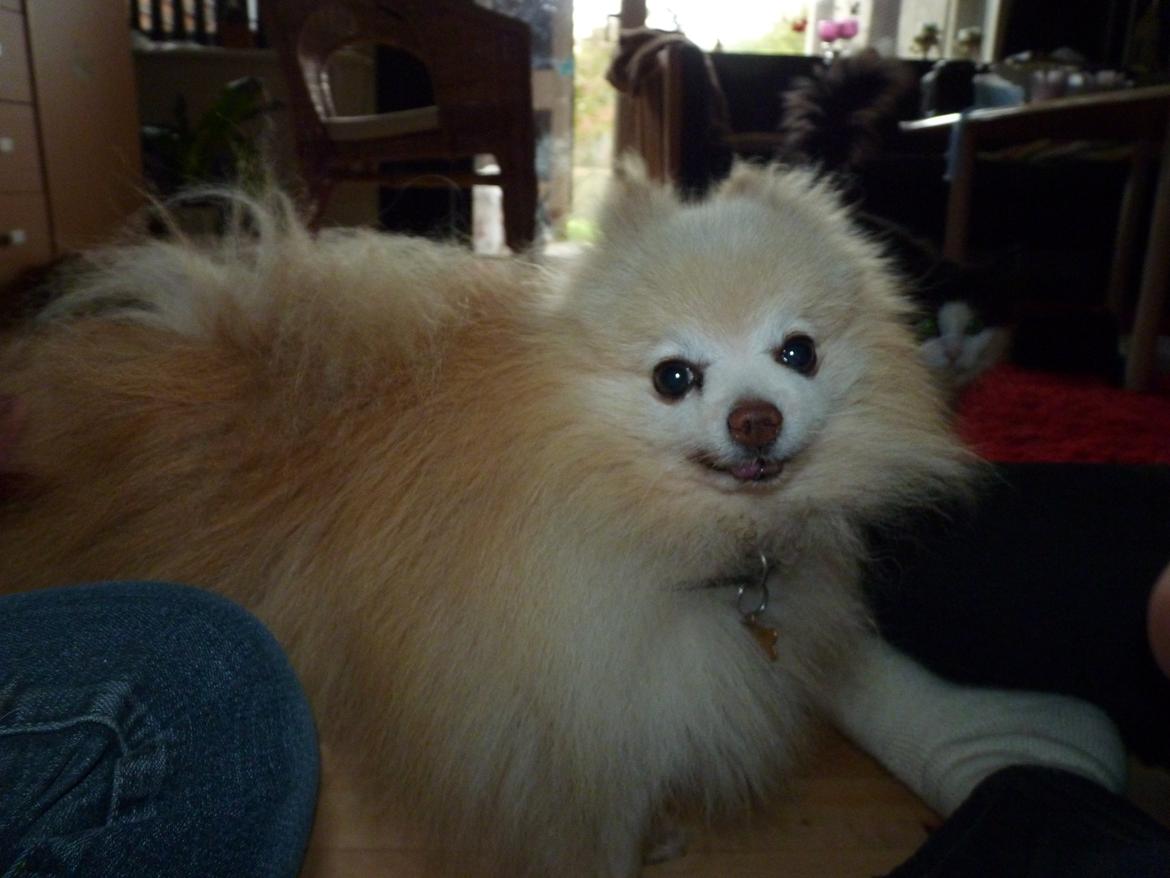 Pomeranian Magnus (Magnum) billede 14