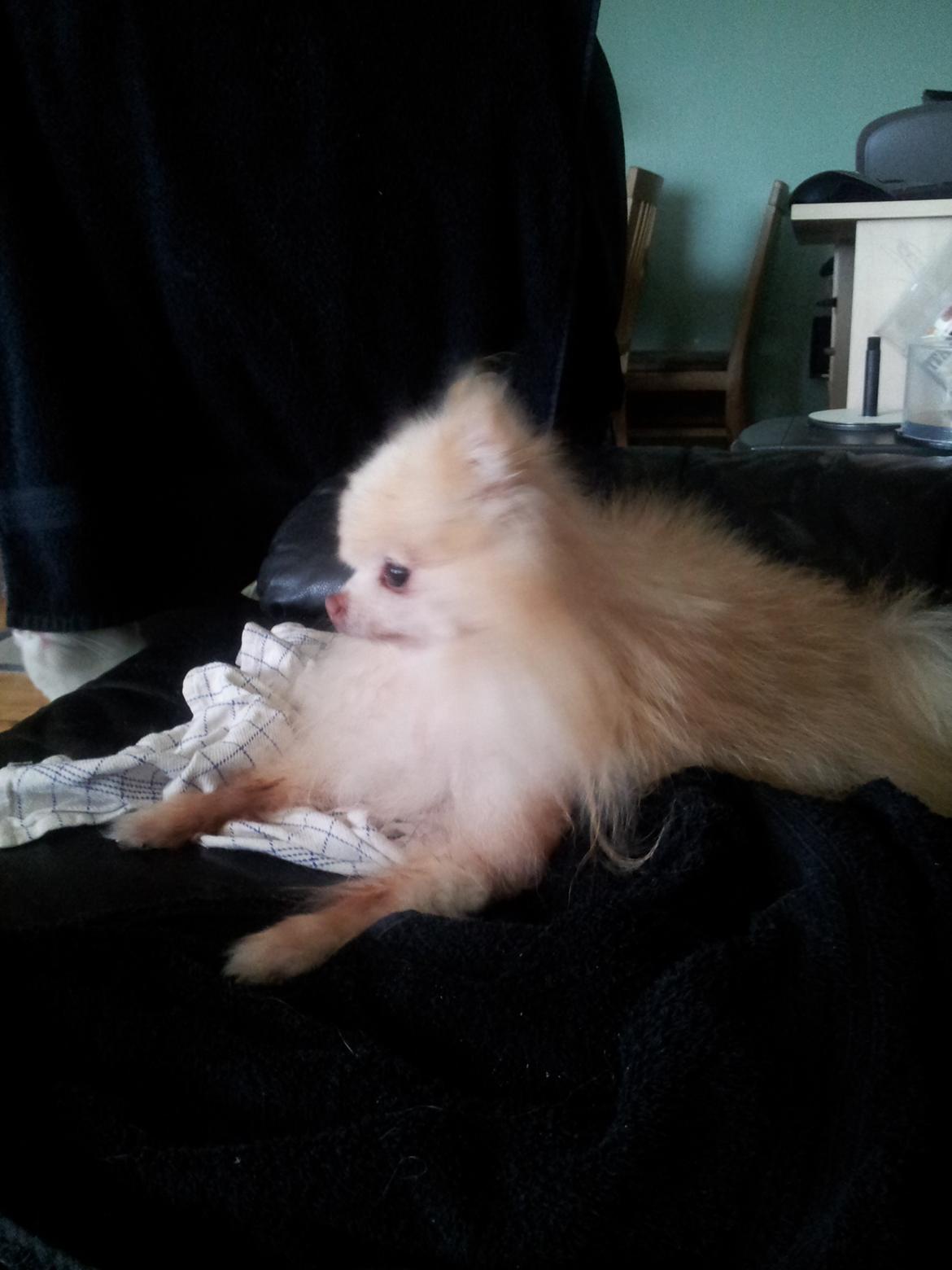 Pomeranian Magnus (Magnum) billede 15