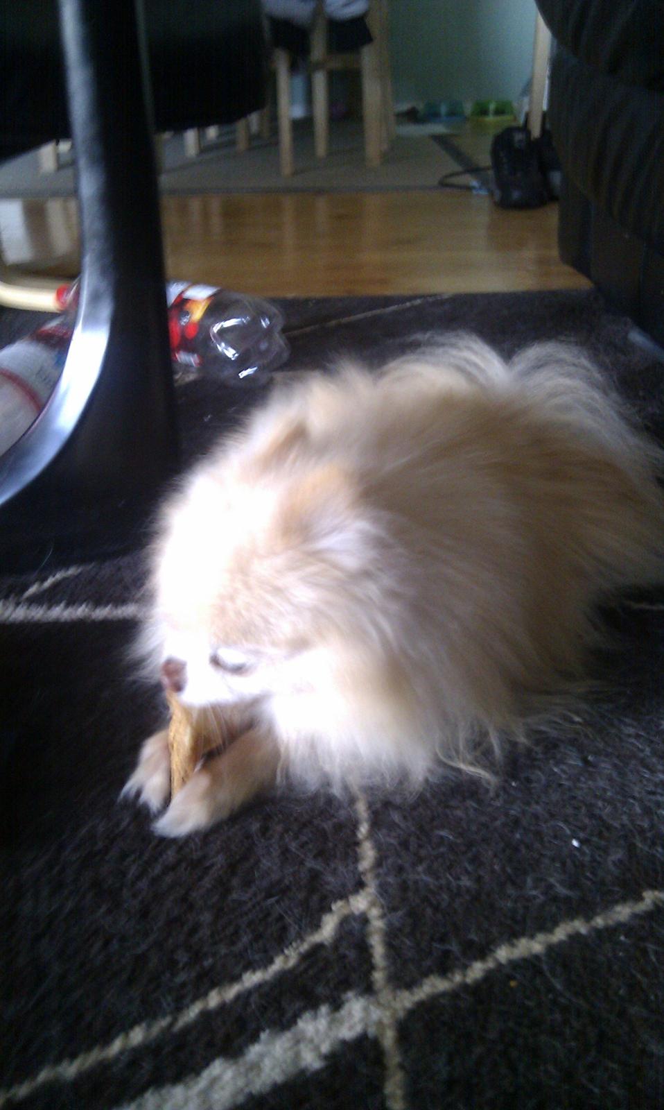 Pomeranian Magnus (Magnum) billede 16