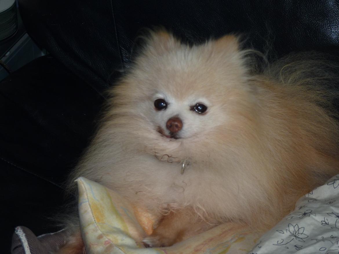 Pomeranian Magnus (Magnum) billede 17