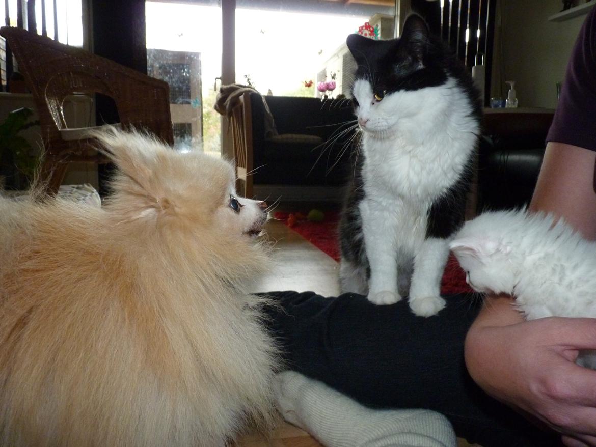 Pomeranian Magnus (Magnum) - Magnum, Frida og Fridag baby knirke billede 5