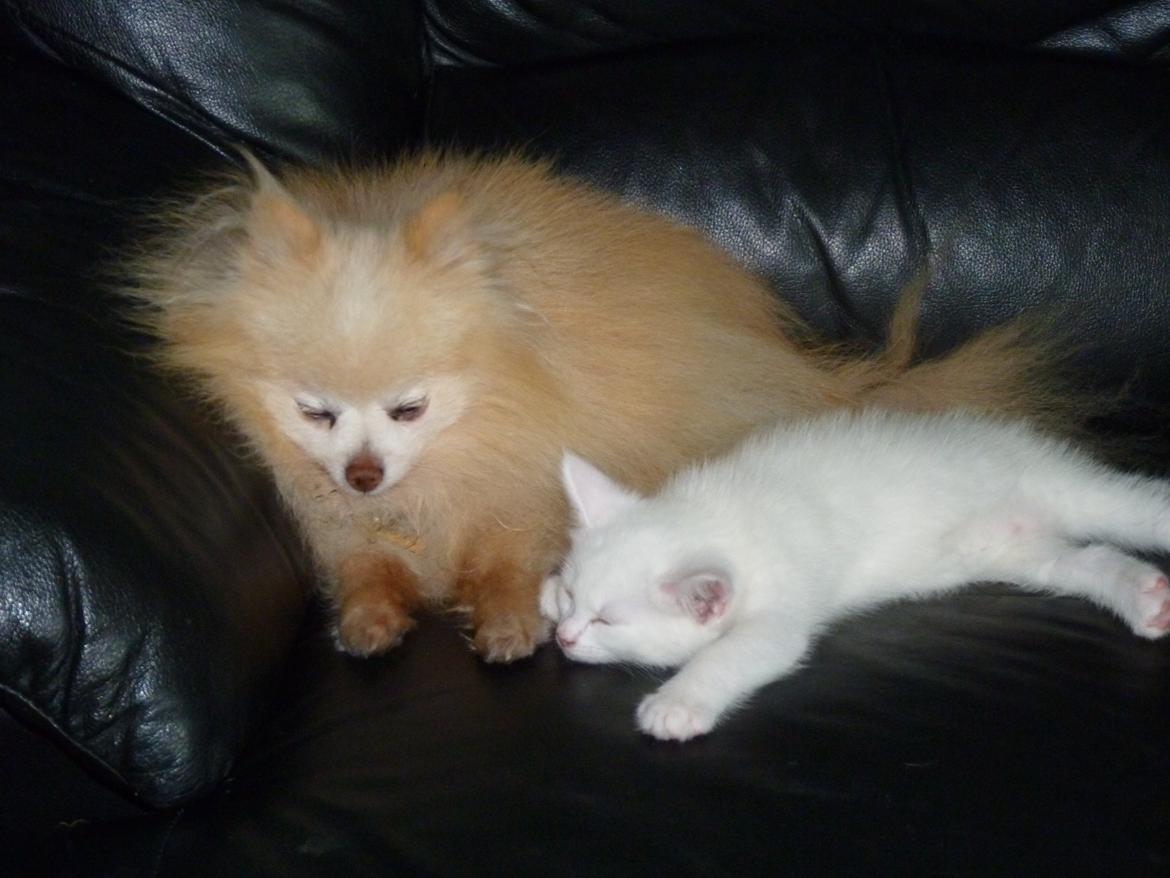 Pomeranian Magnus (Magnum) - Magnum og vores kat Max putter i sofaen billede 7