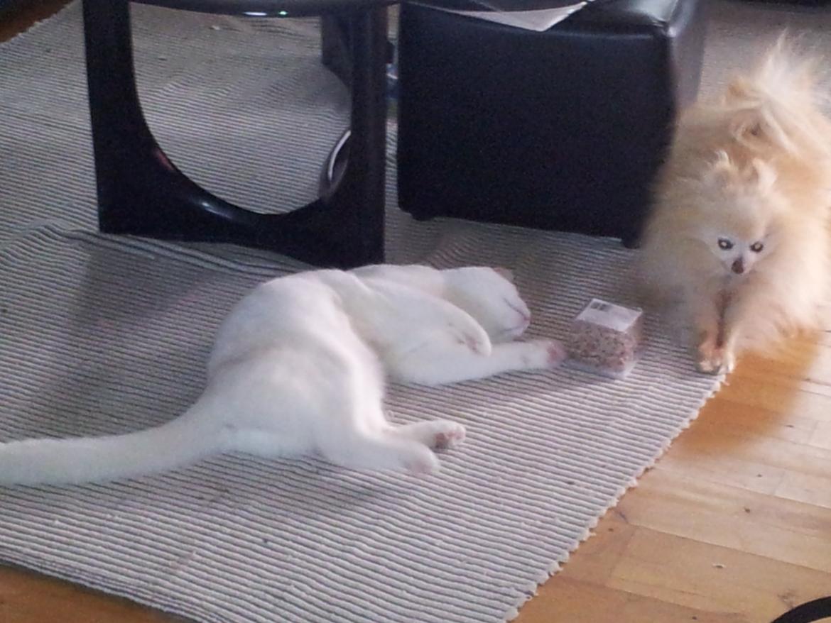 Pomeranian Magnus (Magnum) - Magnum og Max har taget bøtten med godbidderne fra sofaborder billede 12