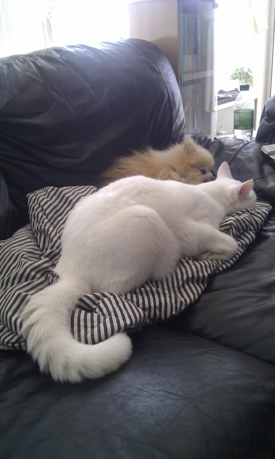 Pomeranian Magnus (Magnum) - Magnum og Max putter i sofaen. Her kan man rigtig se hvor lille magnum er billede 11