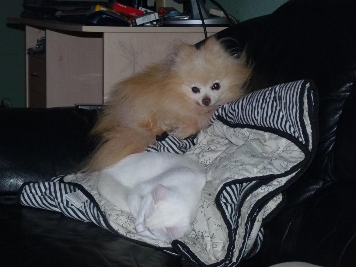 Pomeranian Magnus (Magnum) - Magnum og Max sover han  billede 8