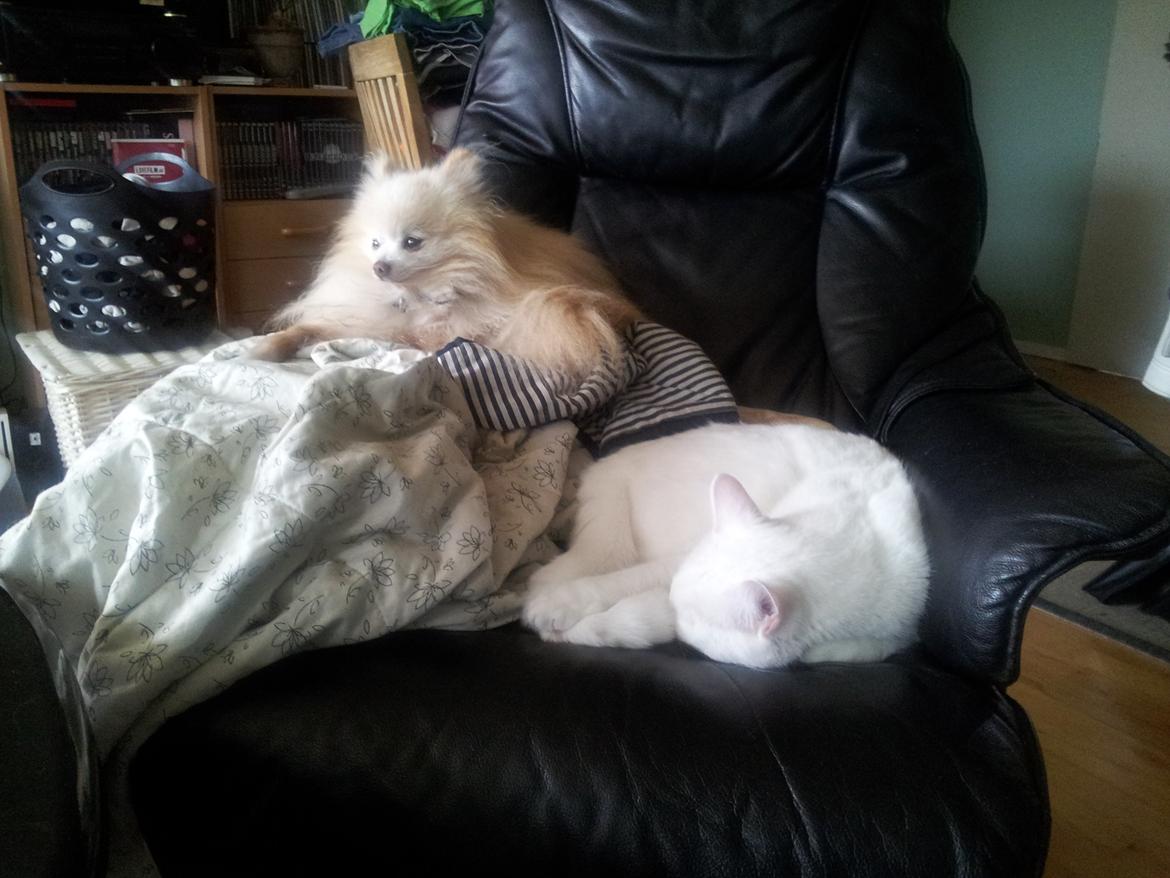 Pomeranian Magnus (Magnum) - Magnum og vores kat Max putter i stolen billede 10