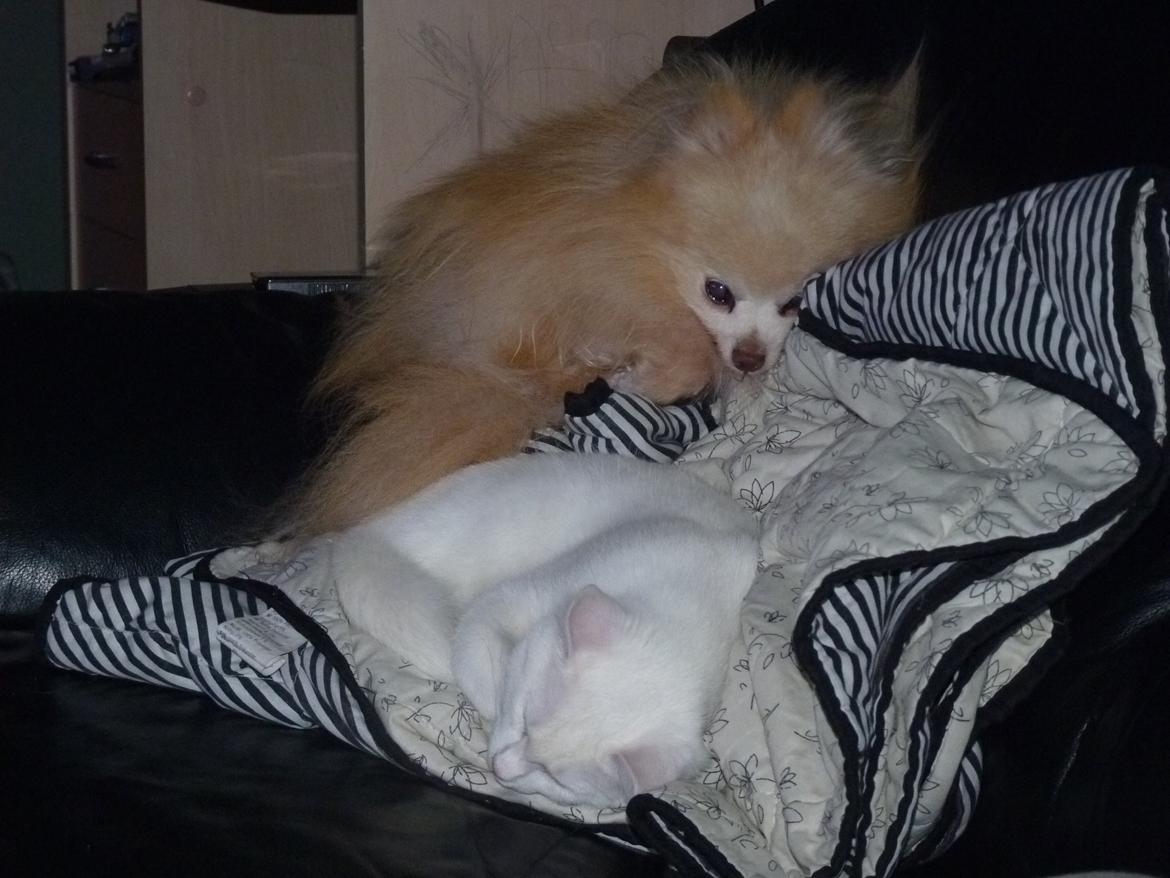 Pomeranian Magnus (Magnum) - Magnum og Max putter i sofaen billede 9