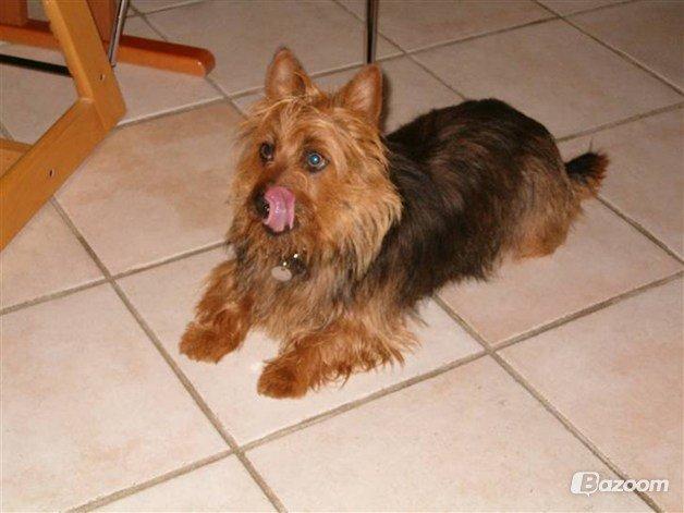 Australsk terrier Sally billede 5