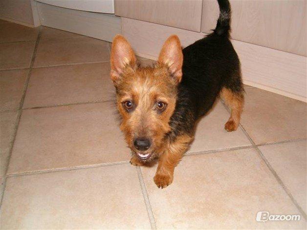 Australsk terrier Sally billede 3