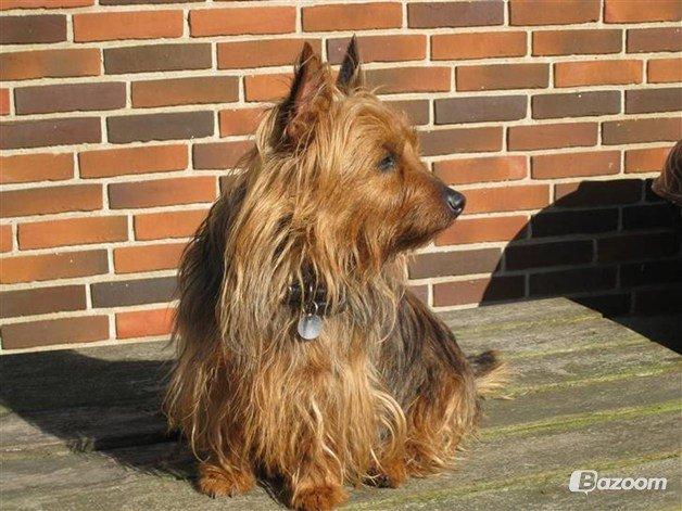 Australsk terrier Sally - Velkommen til Sallys profil billede 1