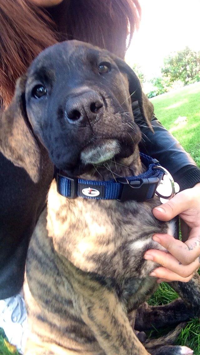 Grand danois Cody billede 6