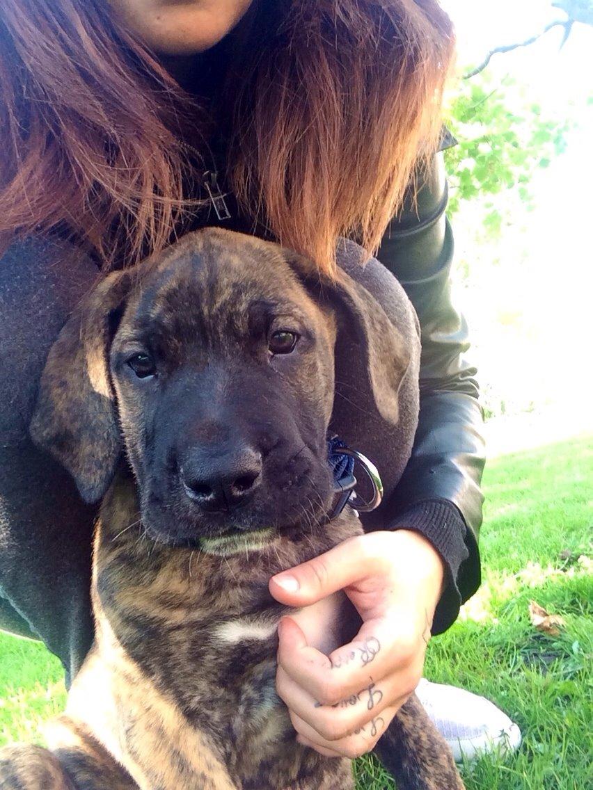 Grand danois Cody billede 8