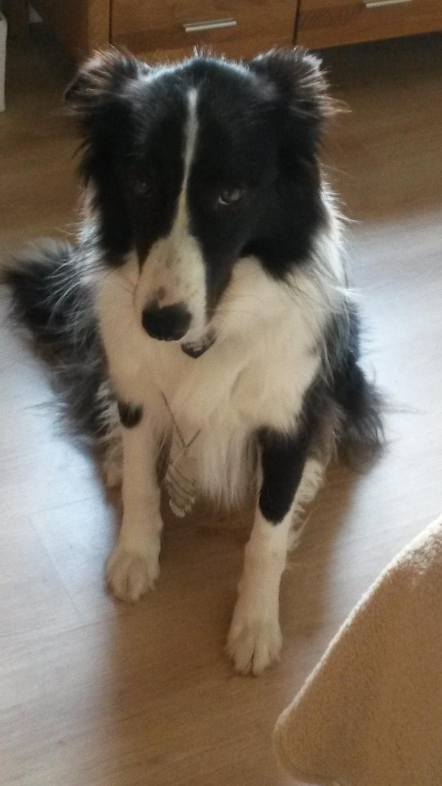 Border collie Kato - Kato med halskæde på. billede 5