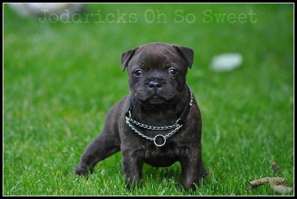 Staffordshire bull terrier Oijo billede 43