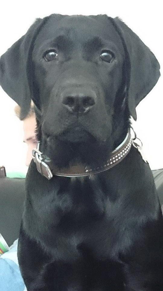 Labrador retriever Tyson SOLGT D. 6/11 - 2014  billede 1
