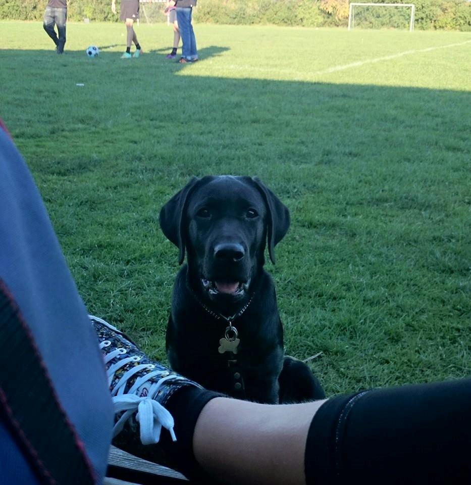 Labrador retriever Tyson SOLGT D. 6/11 - 2014  billede 22