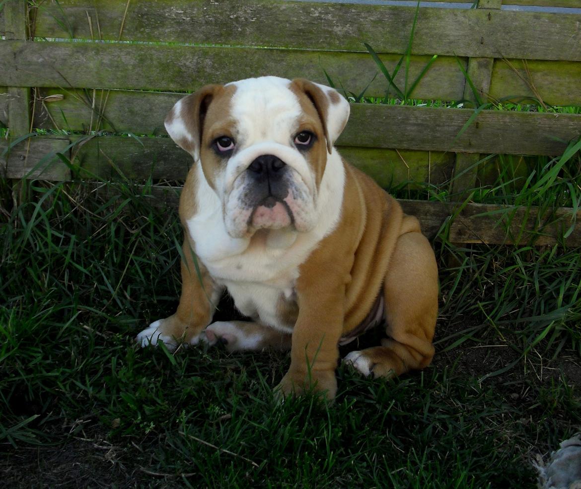 Engelsk bulldog Watson - Kampvognen - 14 uger billede 9