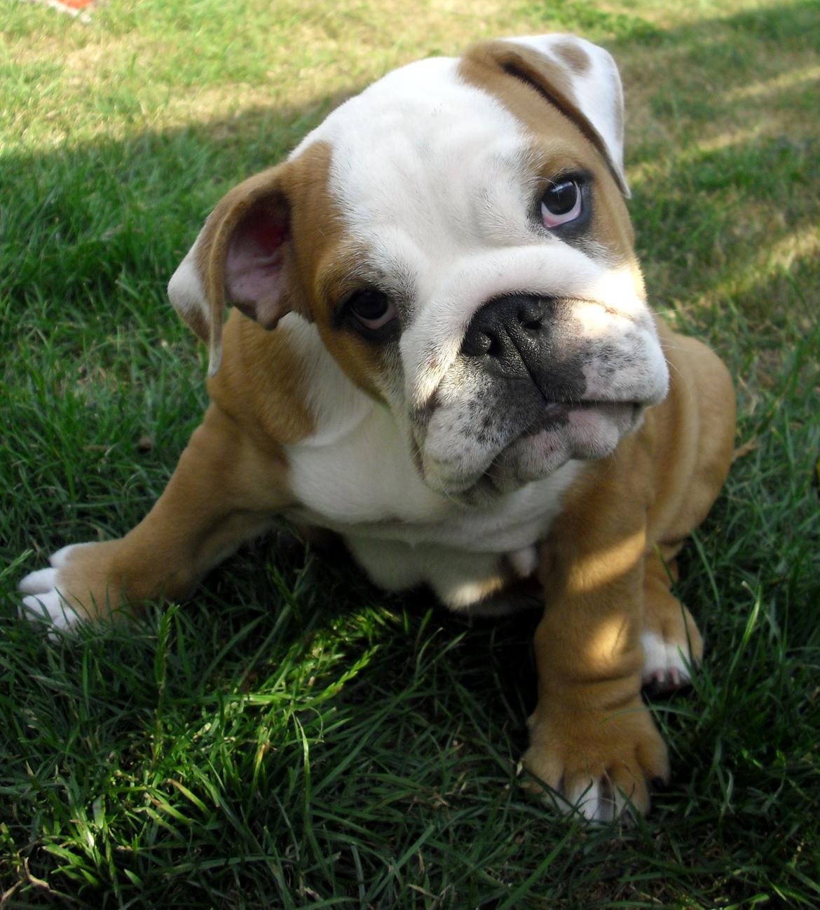 Engelsk bulldog Watson - Kampvognen - 11 uger billede 7