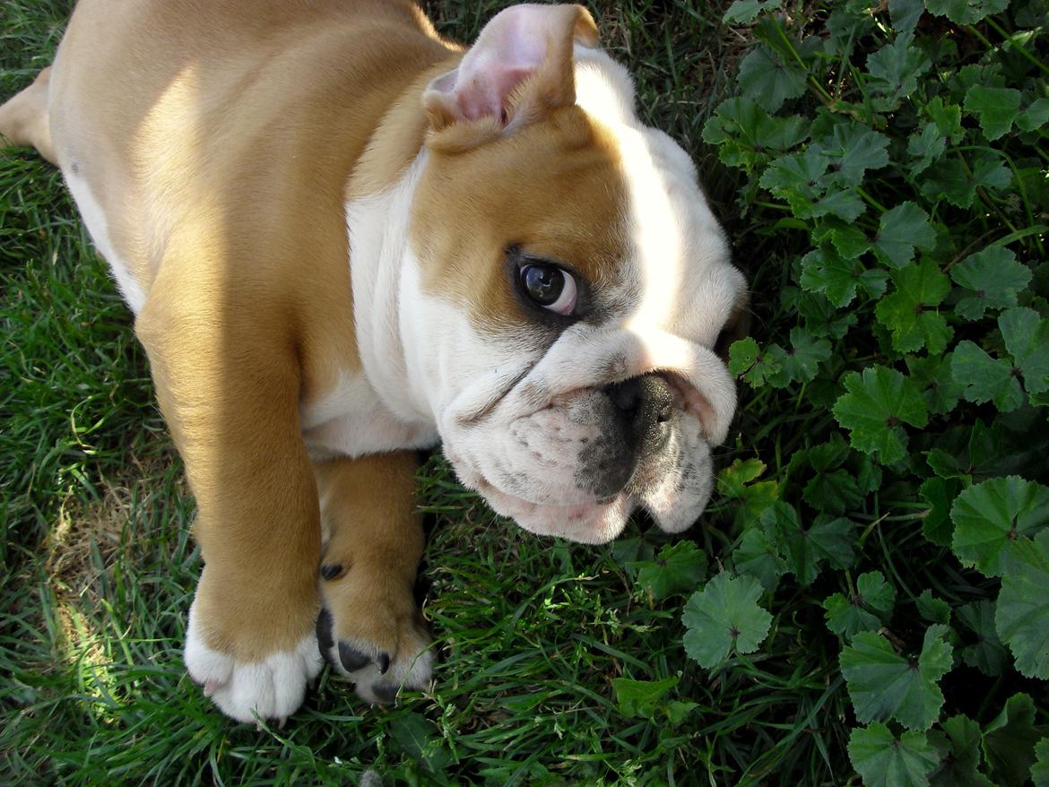 Engelsk bulldog Watson - Kampvognen - 11 uger billede 8