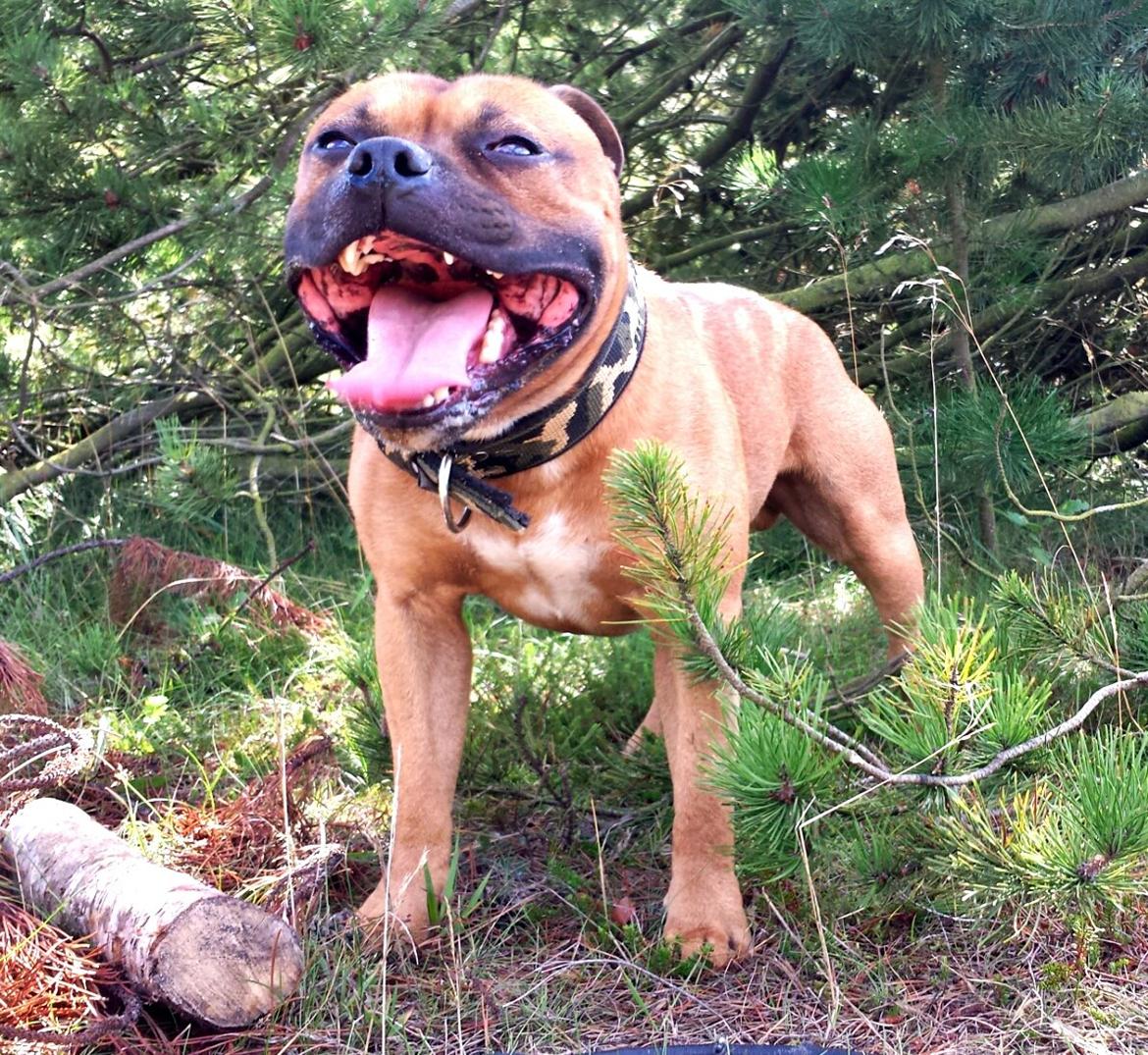 Staffordshire bull terrier Cooper billede 11