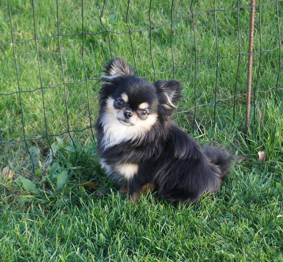 Chihuahua Fonzi billede 2