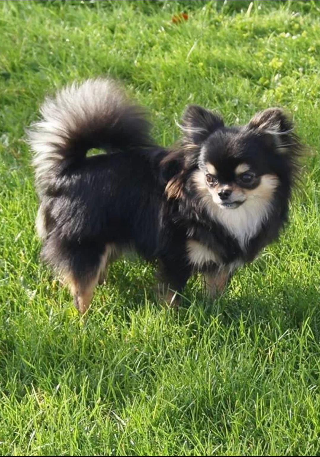 Chihuahua Fonzi billede 3