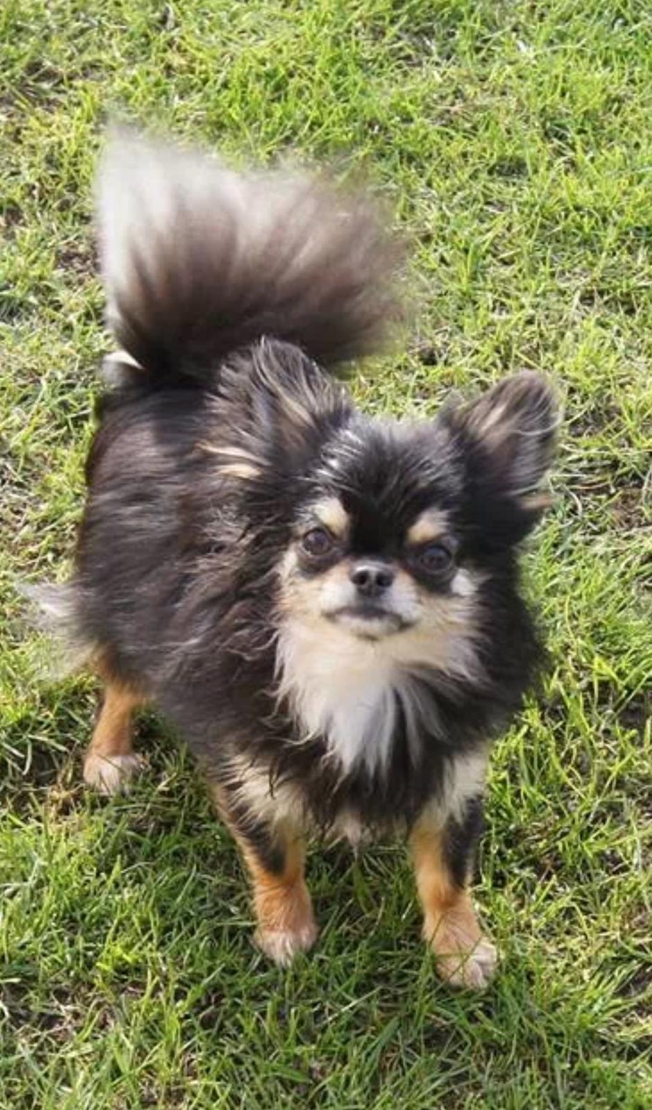 Chihuahua Fonzi billede 1