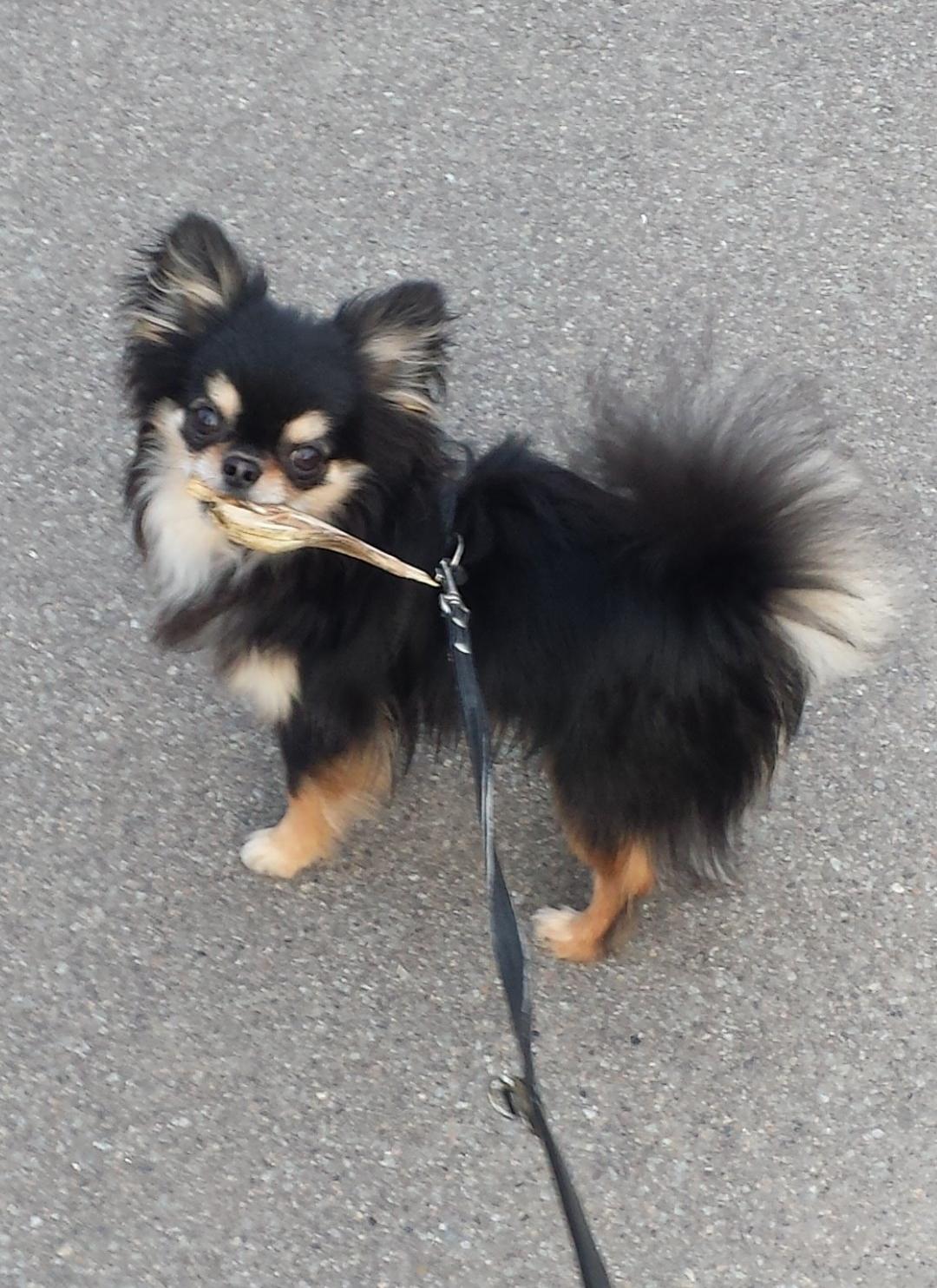 Chihuahua Fonzi billede 4