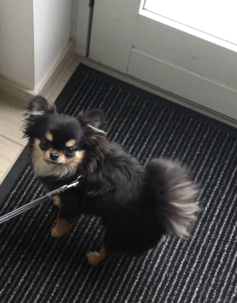 Chihuahua Fonzi billede 5