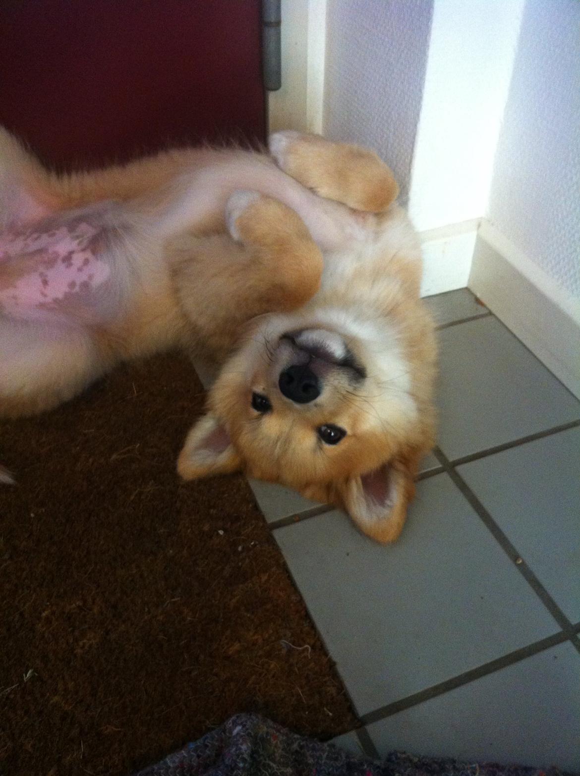 Islandsk fårehund Viggo billede 9