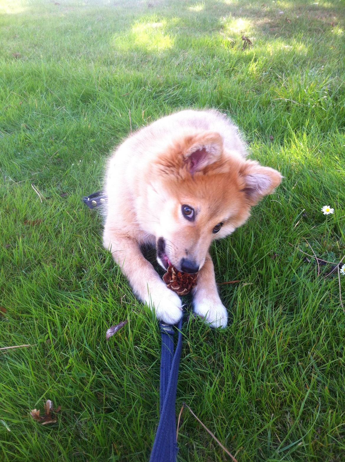 Islandsk fårehund Viggo billede 10
